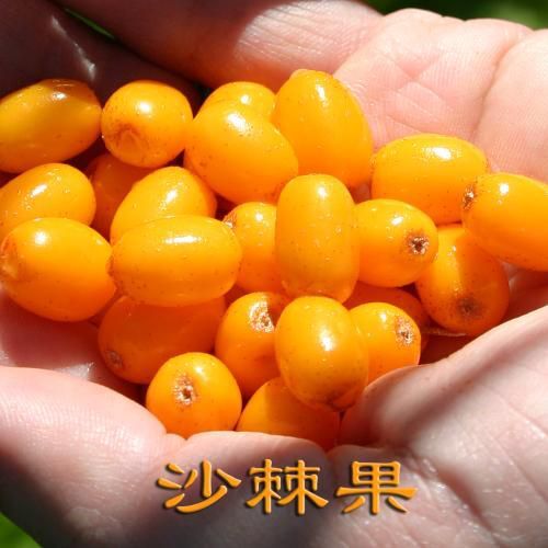 海林市沙棘苗 