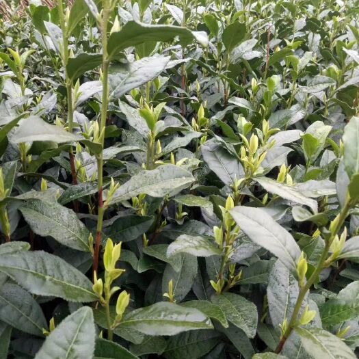 缙云县黄金茶白茶 一级 礼盒装 