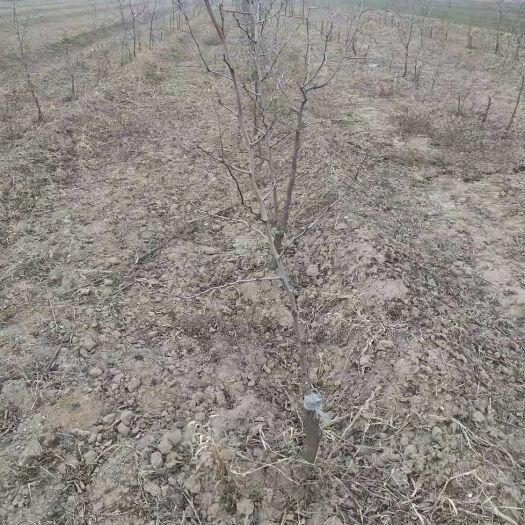 运城 葫芦枣树苗