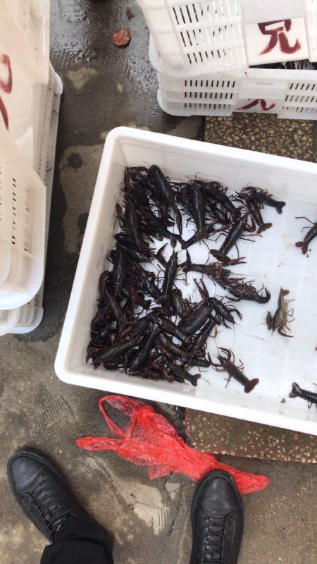 岳阳岳阳小龙虾 4-6钱 稻田虾 