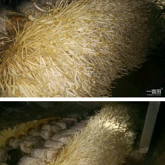 砀山县金针菇菌种