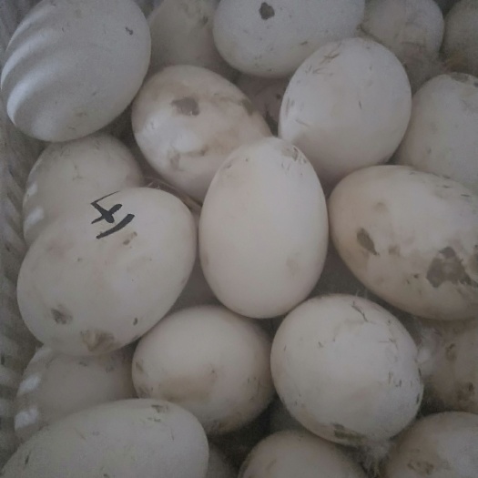 沭阳县鲜鹅蛋 散装 食用