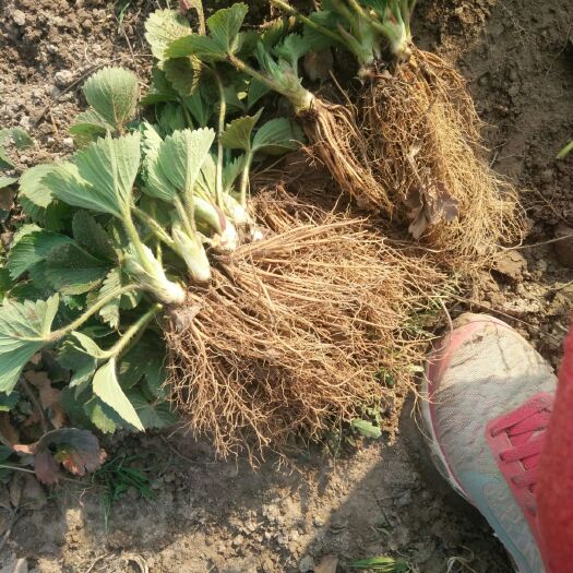 徐州宁玉草莓苗 10~20公分 地栽苗 