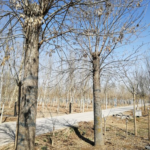 保定老式白蜡 5米以上