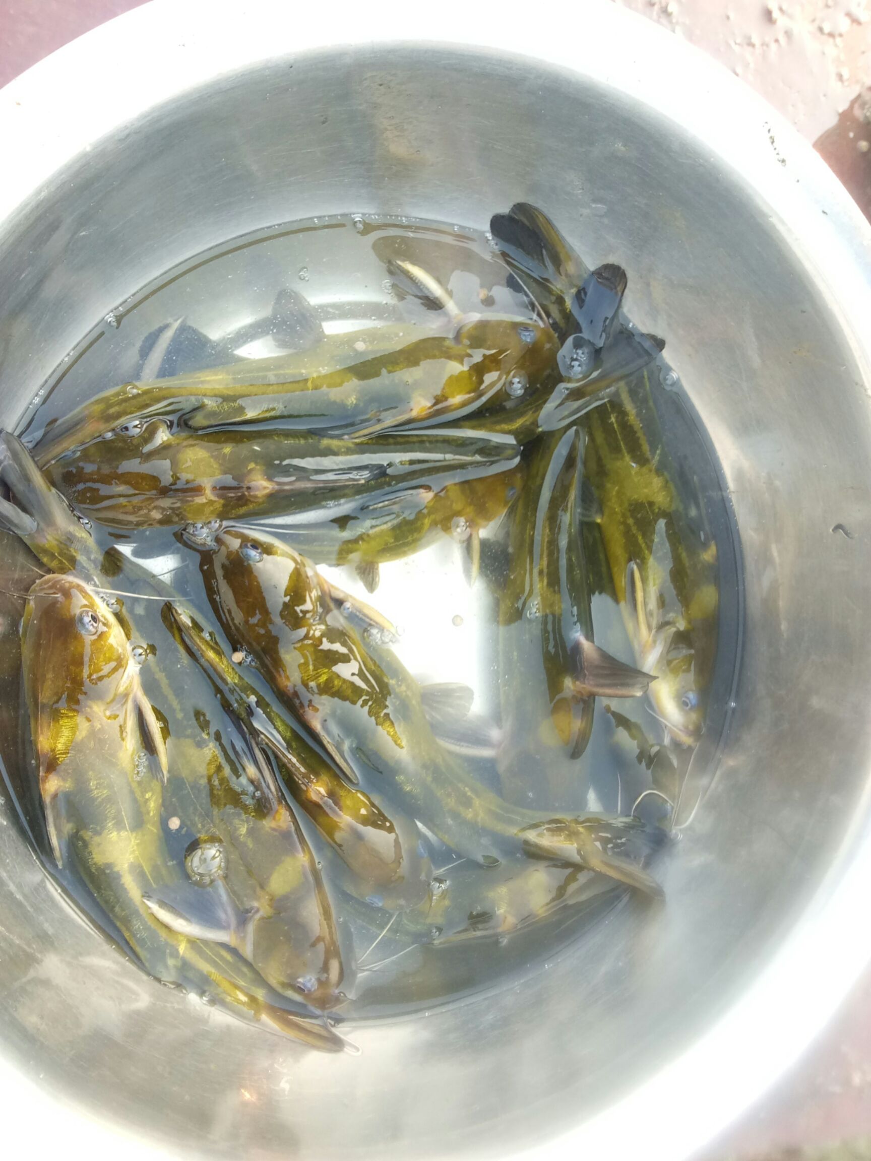 池塘黄颡鱼 0.05公斤 人工养殖