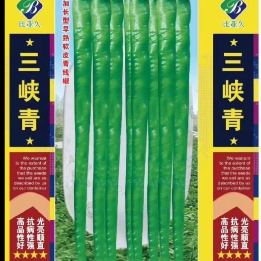 扶沟县三峡青 线椒种子抗病性强产量高香辣膨果速度后期不变短囗感好经