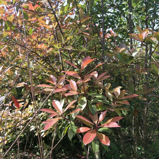 钟祥市红叶石楠 