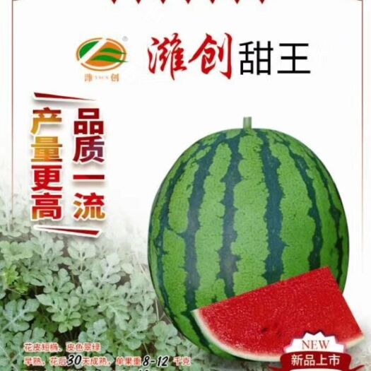 扶沟县甜王西瓜种子 潍创甜王~早熟，抗病，果肉大红，甜度16，产量
