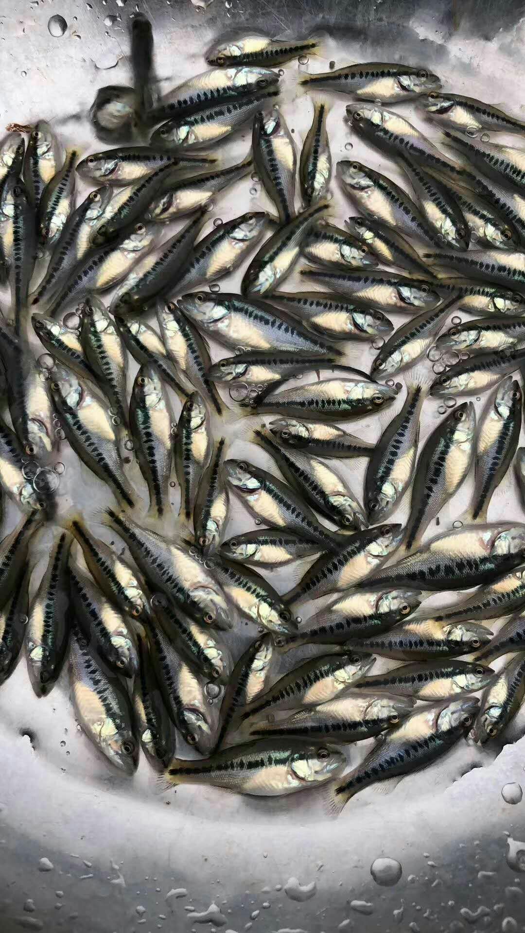 加州鲈鱼 人工养殖 0.5公斤以下 