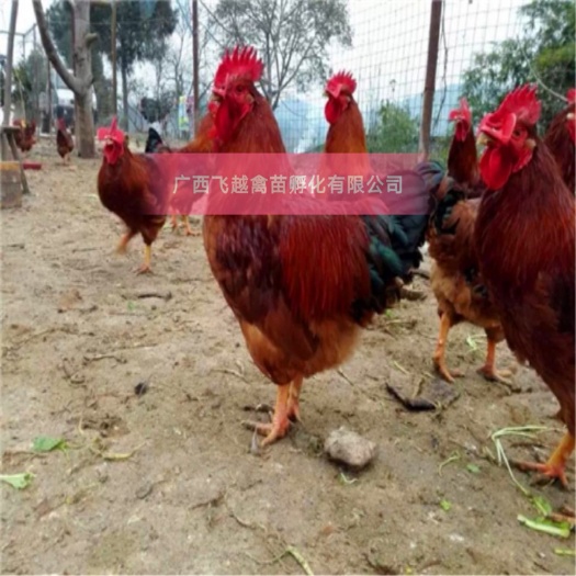 南宁快大黄鸡苗 九斤黄鸡苗