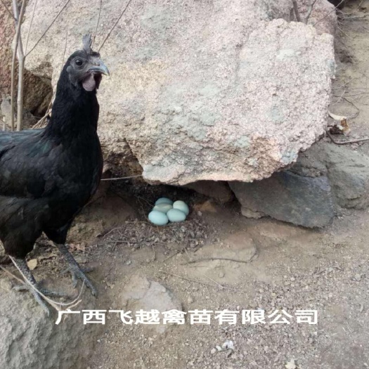 南宁五黑一绿鸡苗 五黑绿壳蛋鸡苗