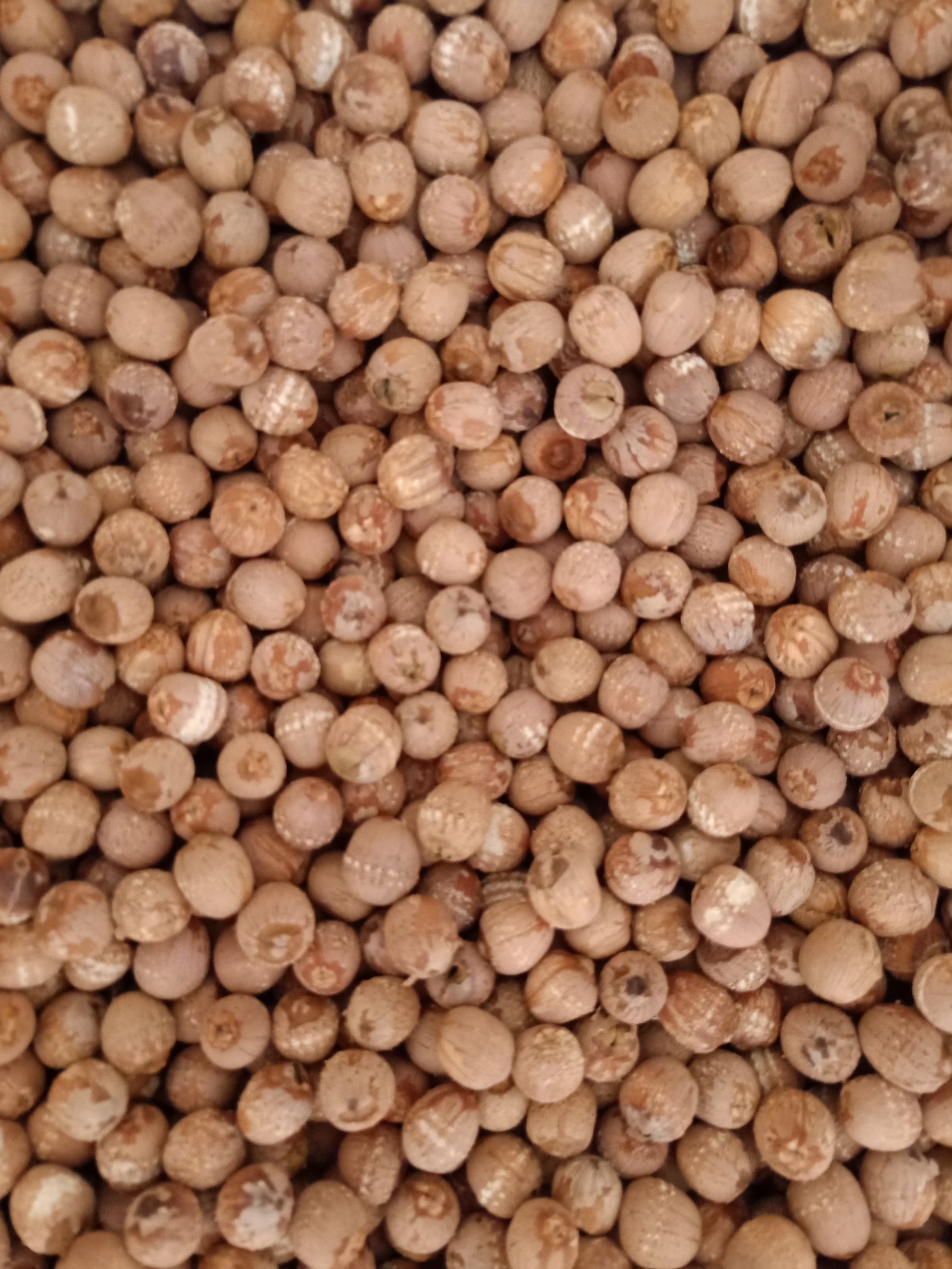 红莲子  湖南精选 实心湘莲 大颗粒带心 颜色鲜红 厂家直销