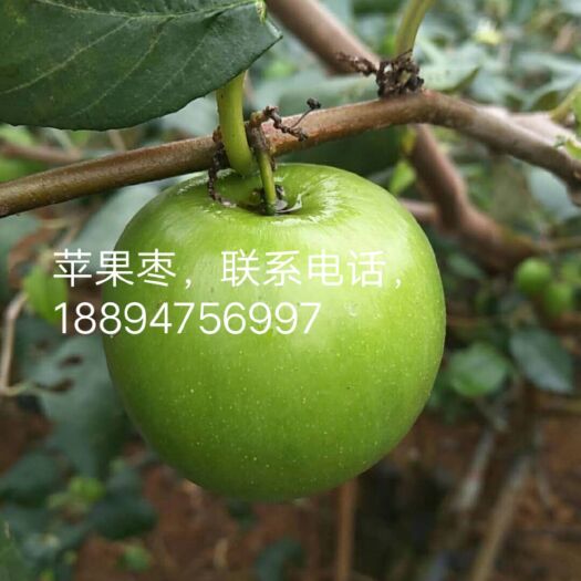 灵山县苹果枣苗 