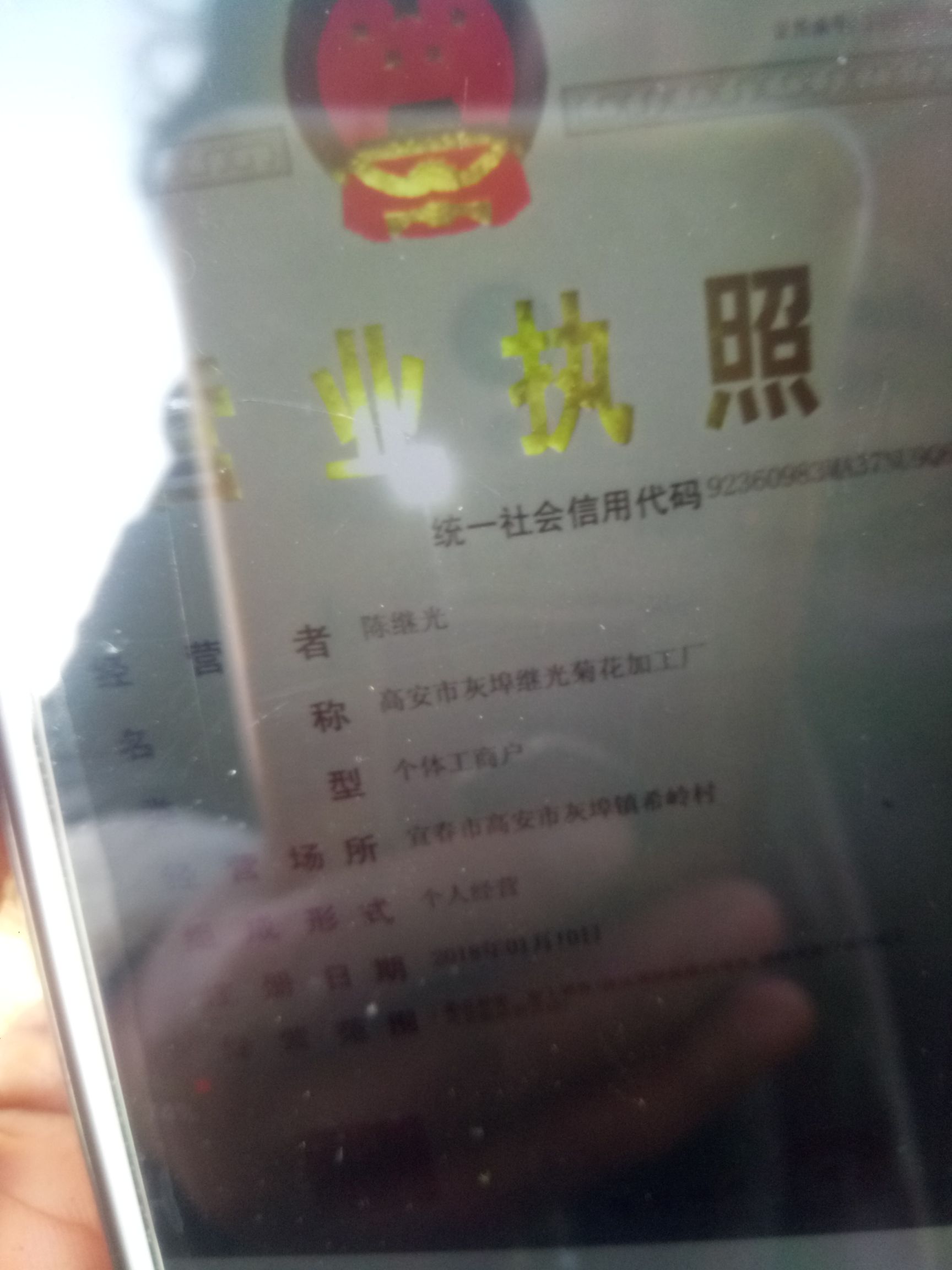 金丝皇菊苗