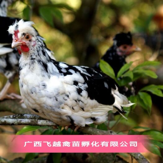 南宁贵妃鸡苗