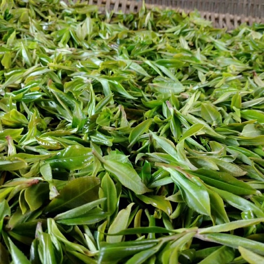 凤庆县云南绿茶 二级 袋装 