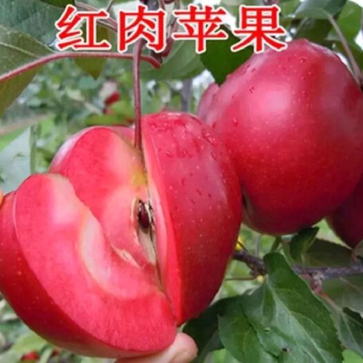 平邑县红肉苹果树苗 1~1.5米 