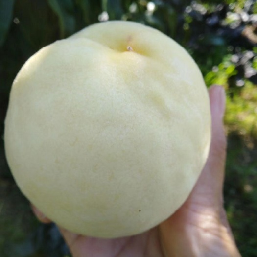 平邑县阿布白桃苗 0.5~1米