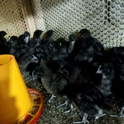 筠连县乌鸡苗  乌鸡肉鸡苗快大乌金陵鸡