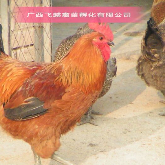 南宁青脚麻鸡苗