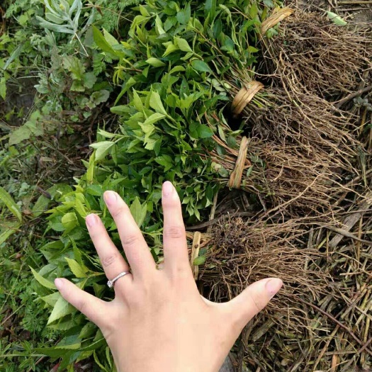 重庆市九叶青花椒苗