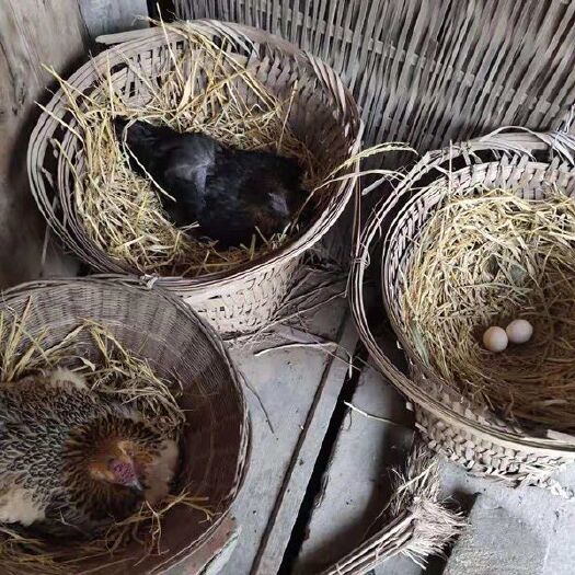 成都富硒鸡蛋 食用 箱装 