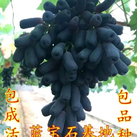 平邑县蓝宝石葡萄苗 