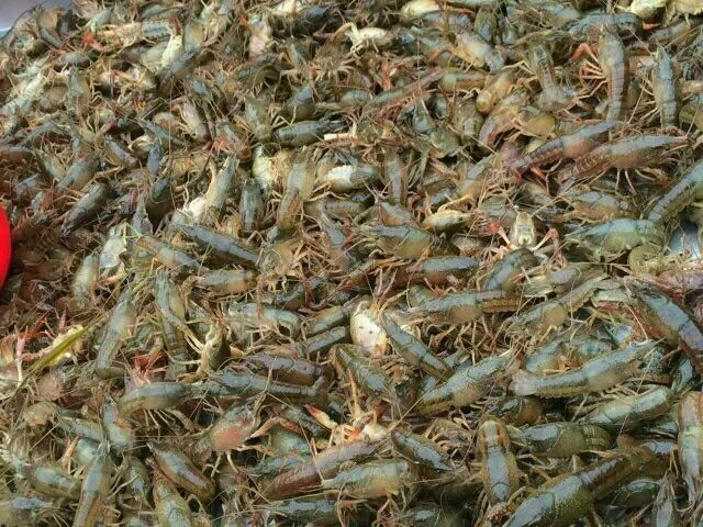 武汉小龙虾苗 