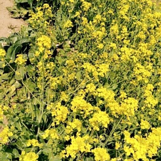 新野县油菜籽油 