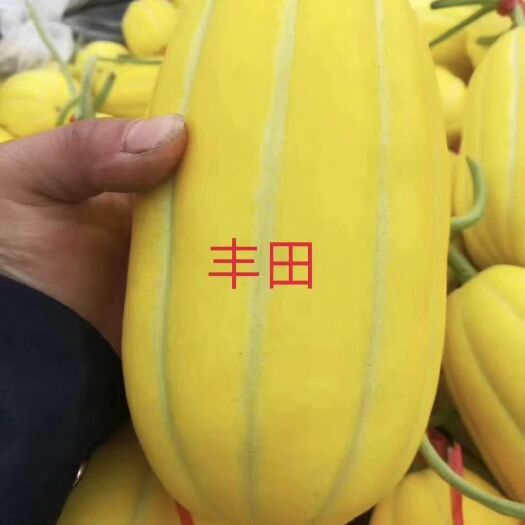 山东黄金瓜