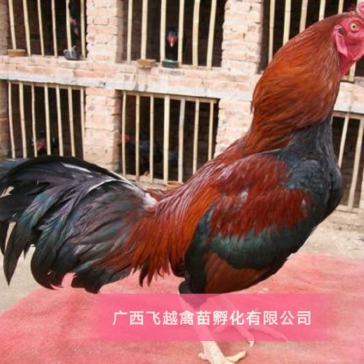 南宁 改良斗鸡苗 禽斗一号
