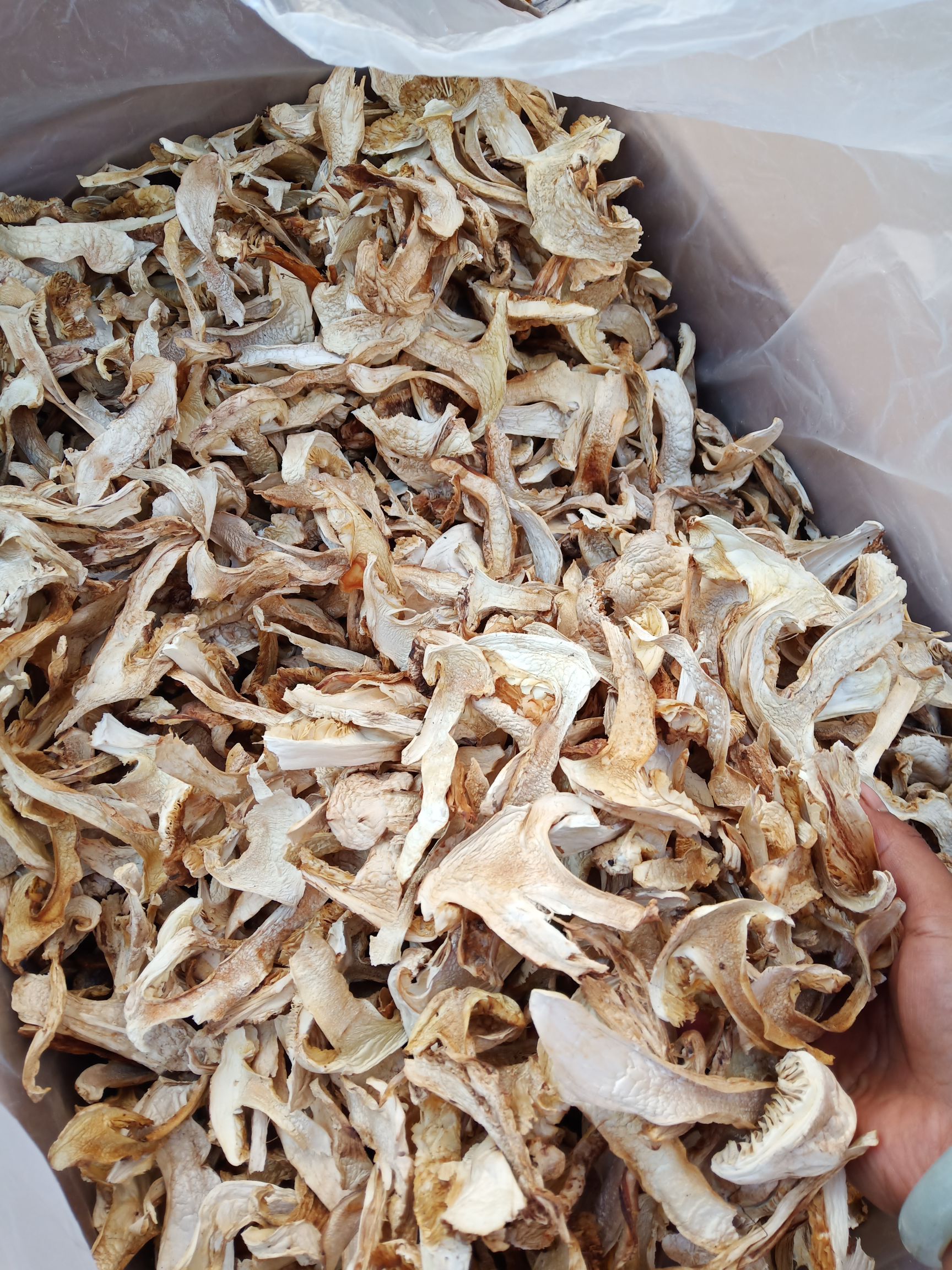 松茸 9cm-12cm 半开伞 干货  