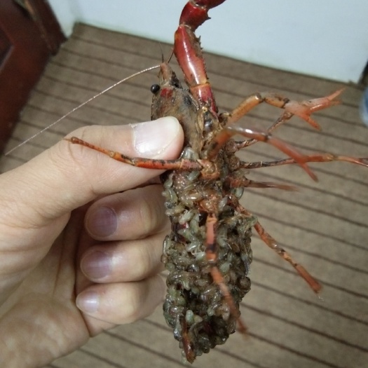 彭泽县龙虾苗  种虾