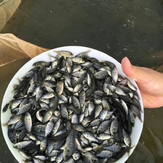 新吉富罗非鱼 