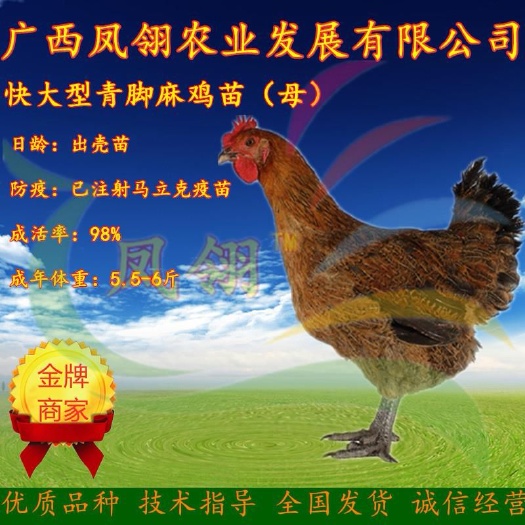 南宁青脚麻鸡苗 母