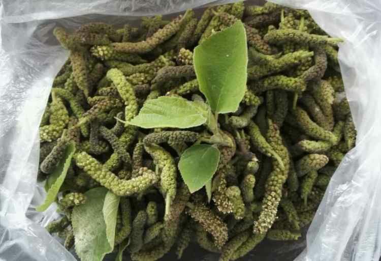 现货棒菜  枸穗棒野菜支持一件代发