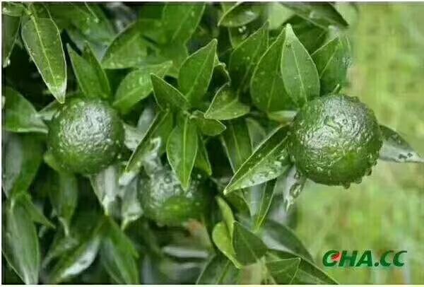 陳皮普洱茶 特級 散裝