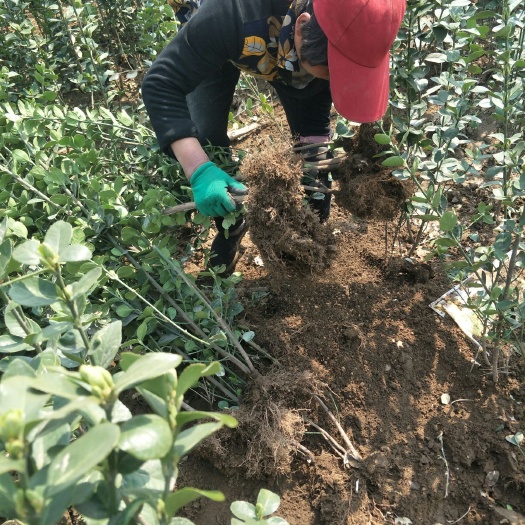 泰安北海道黄杨