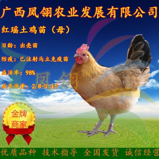 南宁红瑶鸡苗 母 贵阳 昆明专车直发