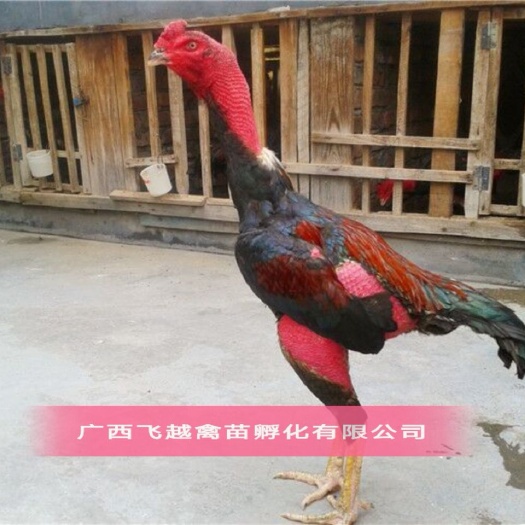 南宁斗鸡苗 纯种斗鸡 越南斗鸡 改良斗鸡
