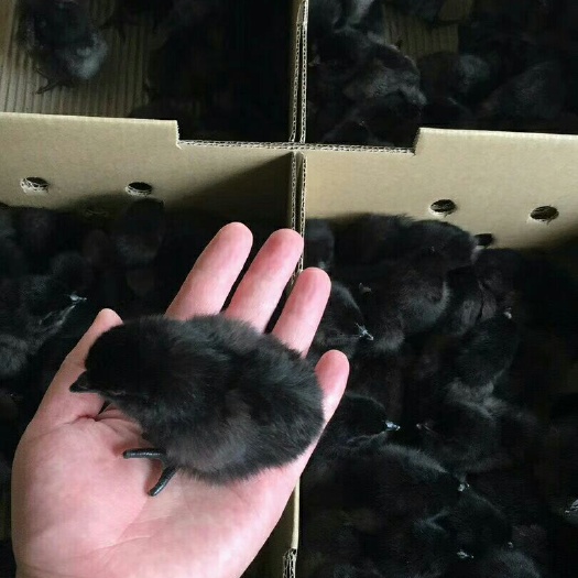南宁绿壳蛋鸡苗 