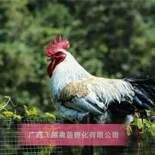 南宁彩凤鸡苗 雪花鸡苗 稻花鸡苗