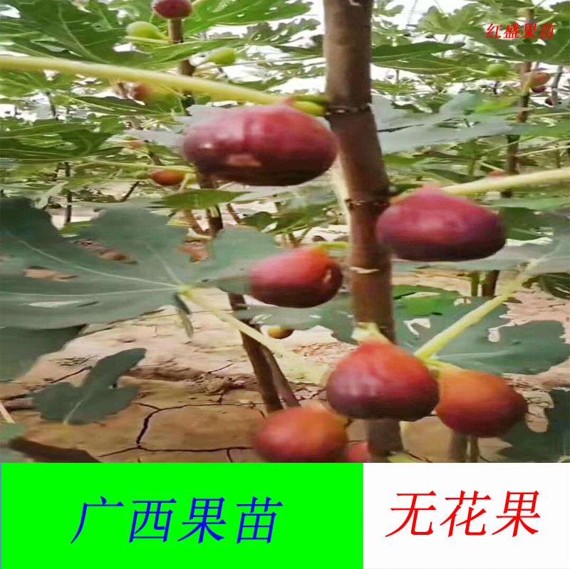 青皮无花果树苗 