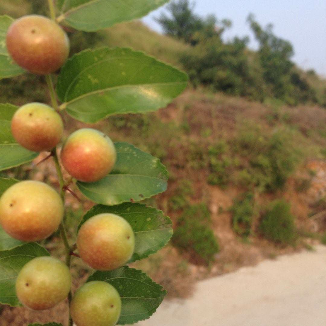 扁核酸枣苗 纯野生，树上带刺