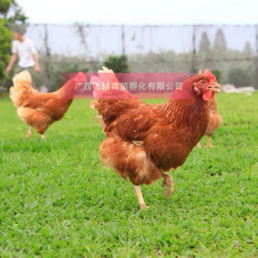 南宁海兰褐蛋鸡苗