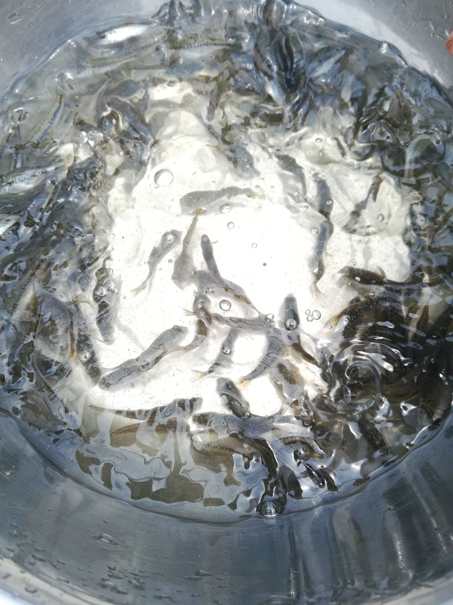  加州鲈鱼苗‖鲈鱼水花苗‖加州鲈鱼孵化场‖淡水鲈鱼苗