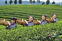  雀舌早春茶