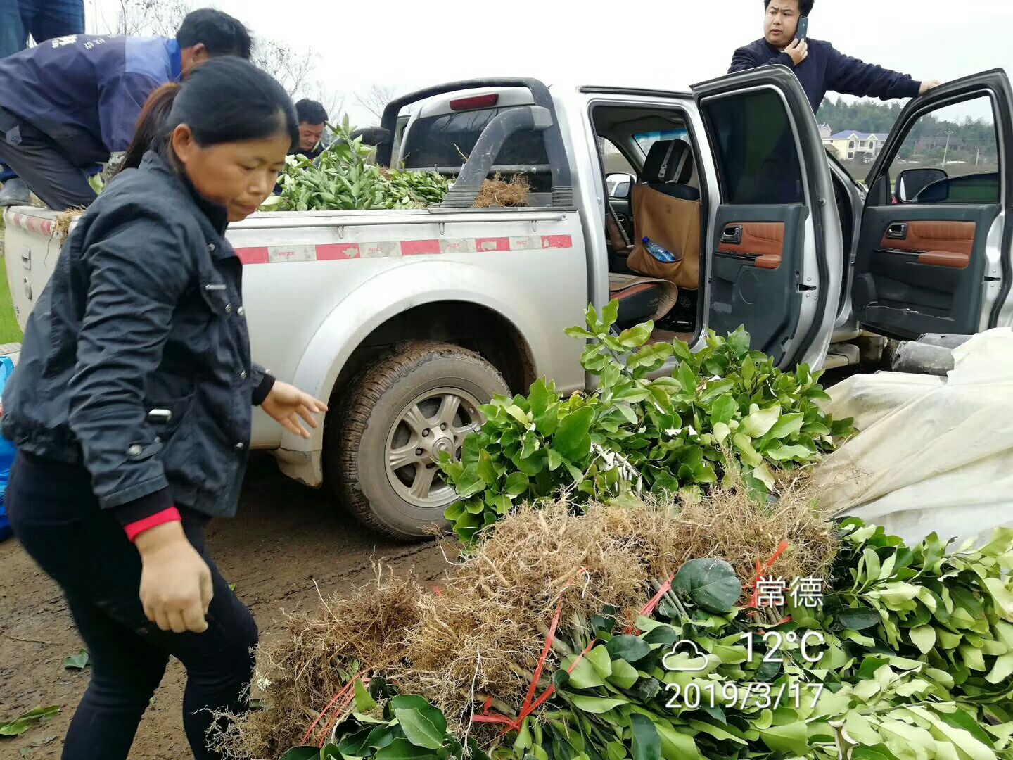 不知火苗  树人公司基地直供，纯度保证保障签订合同