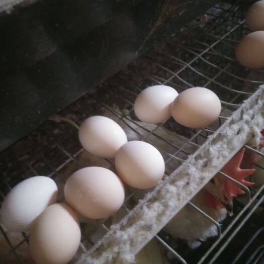 夏津县粉蛋 食用 散装