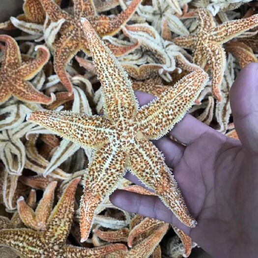 阳西县海星 